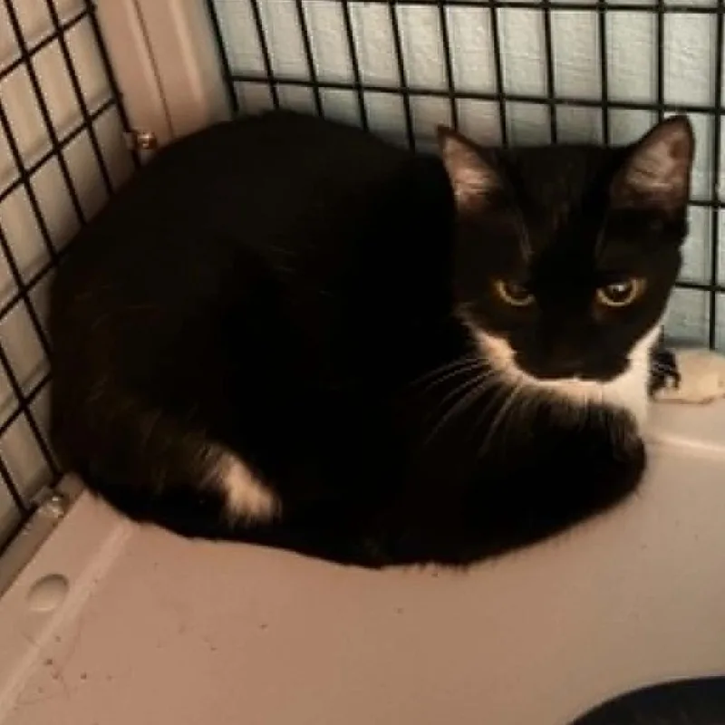 An adult small-sized female Black Domestic Short Hair cat named Selene for adoption in Gordonsville, TN
