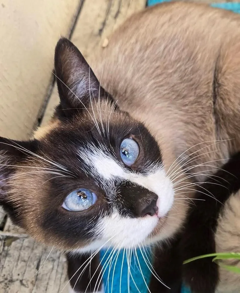 An adult medium-sized female Siamese cat named Mama Pepper for adoption in Salinas, CA