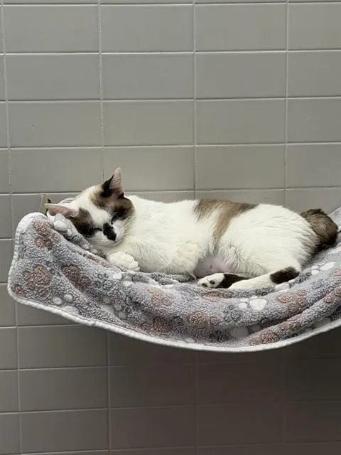 A young medium-sized female Domestic Short Hair cat named Spanish Jackie for adoption in Omaha, NE
