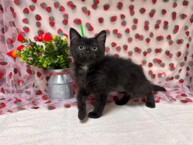 A baby small-sized female Domestic Medium Hair cat named Maggie for adoption in Fairfield, CA