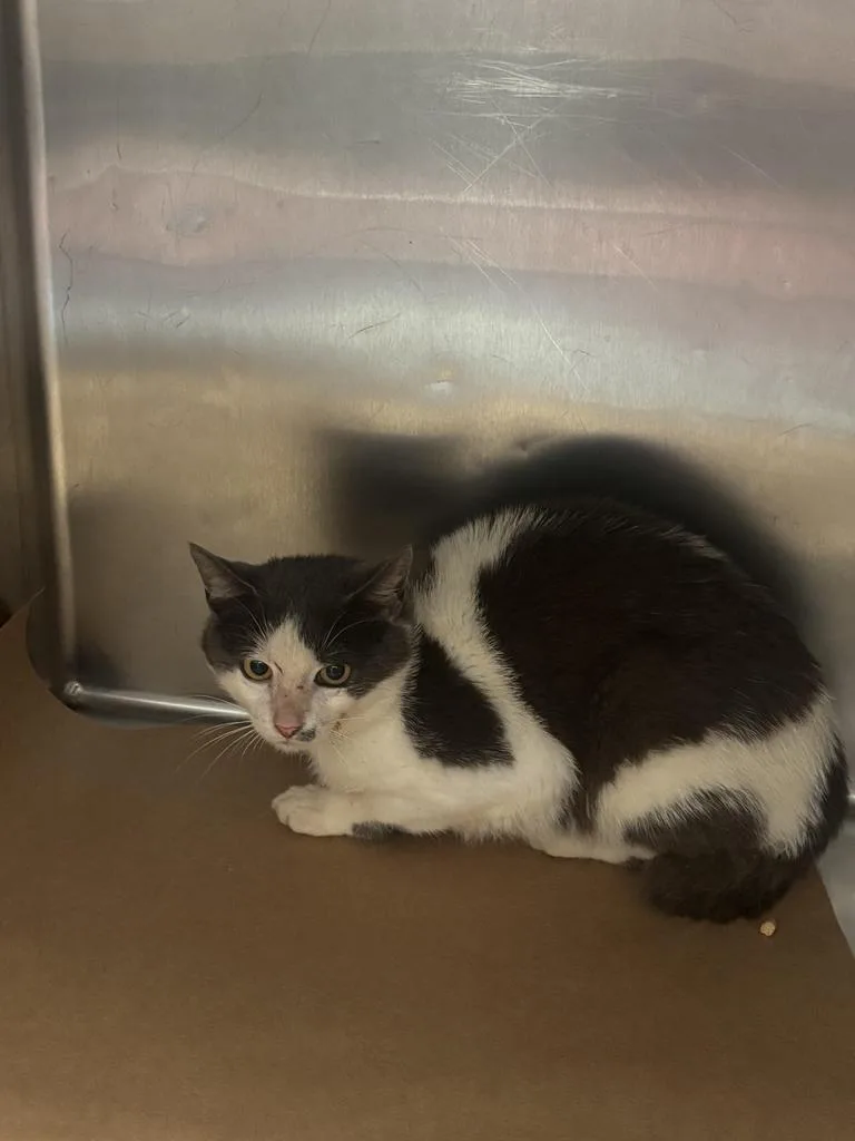 A young medium-sized male Domestic Short Hair cat named Bender for adoption in Cartersville , GA