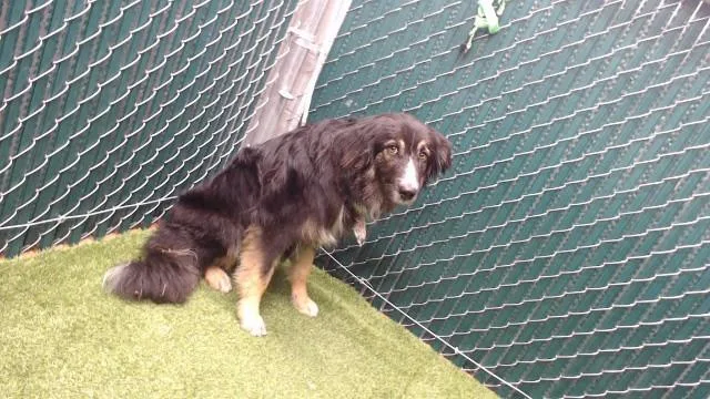 A young medium-sized male Border Collie dog named Pepper for adoption in Downey, CA