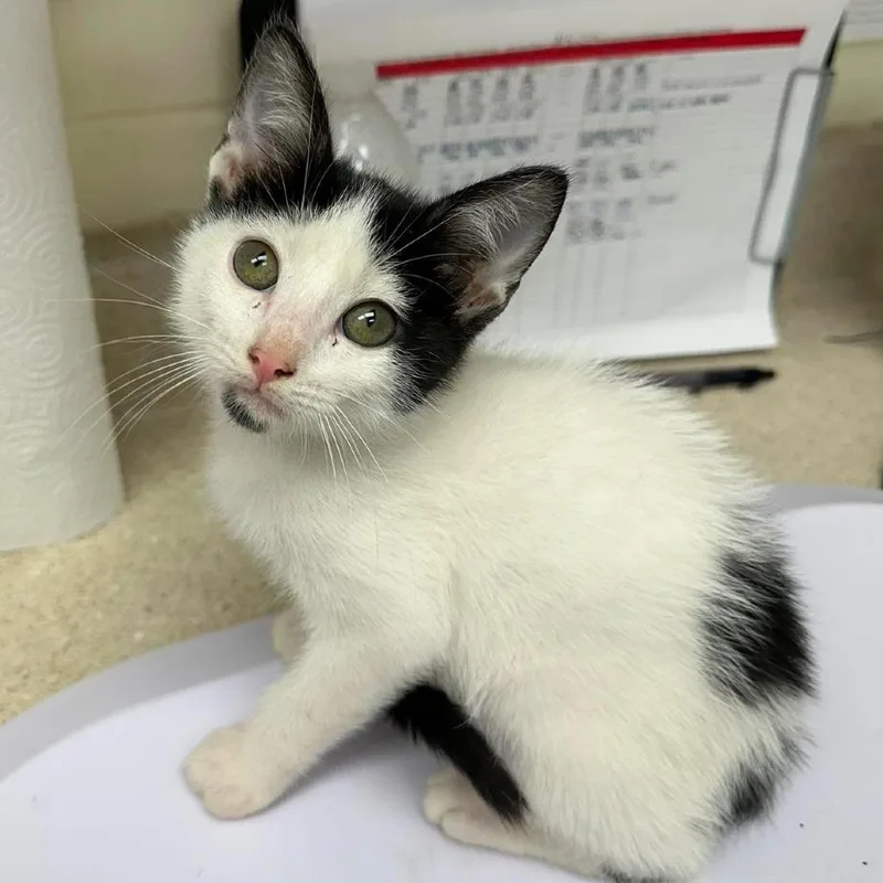 An adult small-sized male Black Domestic Short Hair cat named Willy for adoption in Bastrop, TX