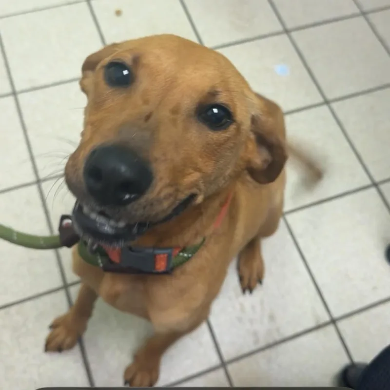 An adult medium-sized female Yellow / Tan / Blond / Fawn Mixed Breed dog named Collie for adoption in Charleston, WV