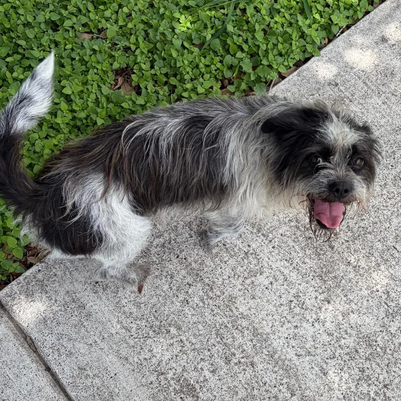 An adult small-sized female White / Cream Mixed Breed dog named Daisy for adoption in Edinburg, TX