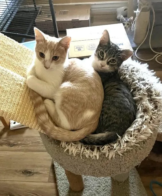 Whiskered Wonder thumbnail 2