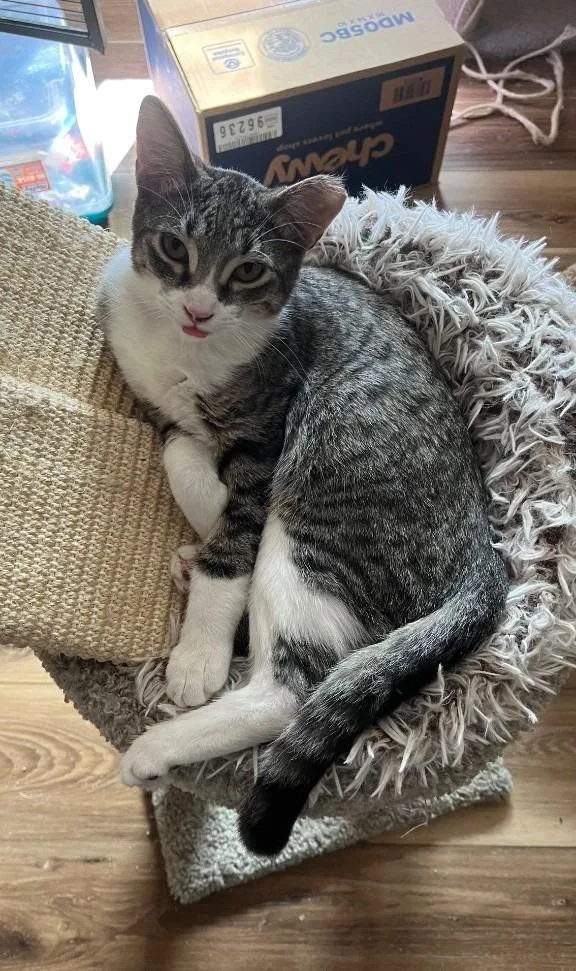 Whiskered Wonder thumbnail 3