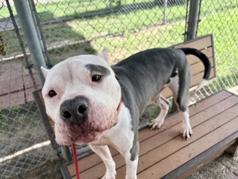An adult large-sized male Staffordshire Bull Terrier dog named A'Kuma for adoption in Houston, TX