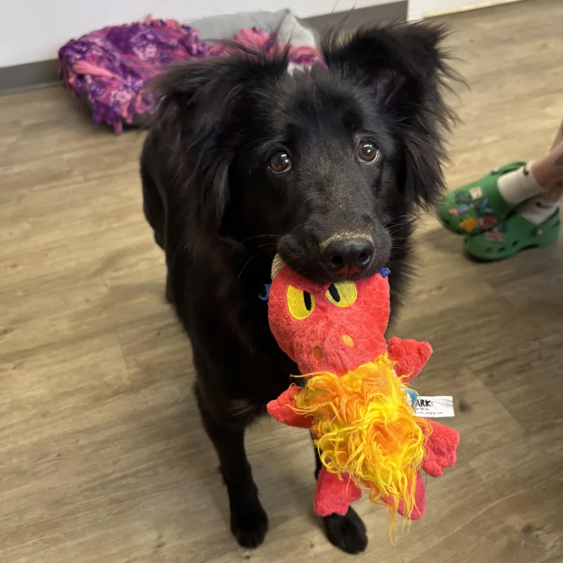 A young medium-sized female Black Collie dog named Crow for adoption in Jamestown, ND