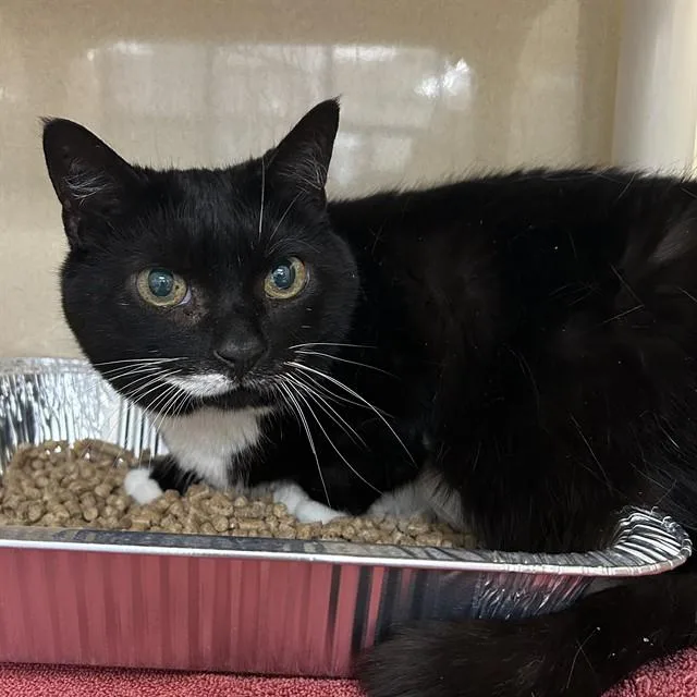 A senior medium-sized female Domestic Short Hair cat named Ruby for adoption in Lincolnton, NC
