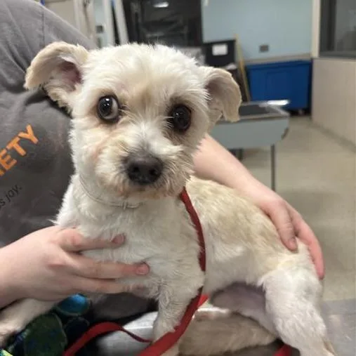 An adult small-sized male Yellow / Tan / Blond / Fawn Mixed Breed dog named Cashew for adoption in Jacksonville, FL