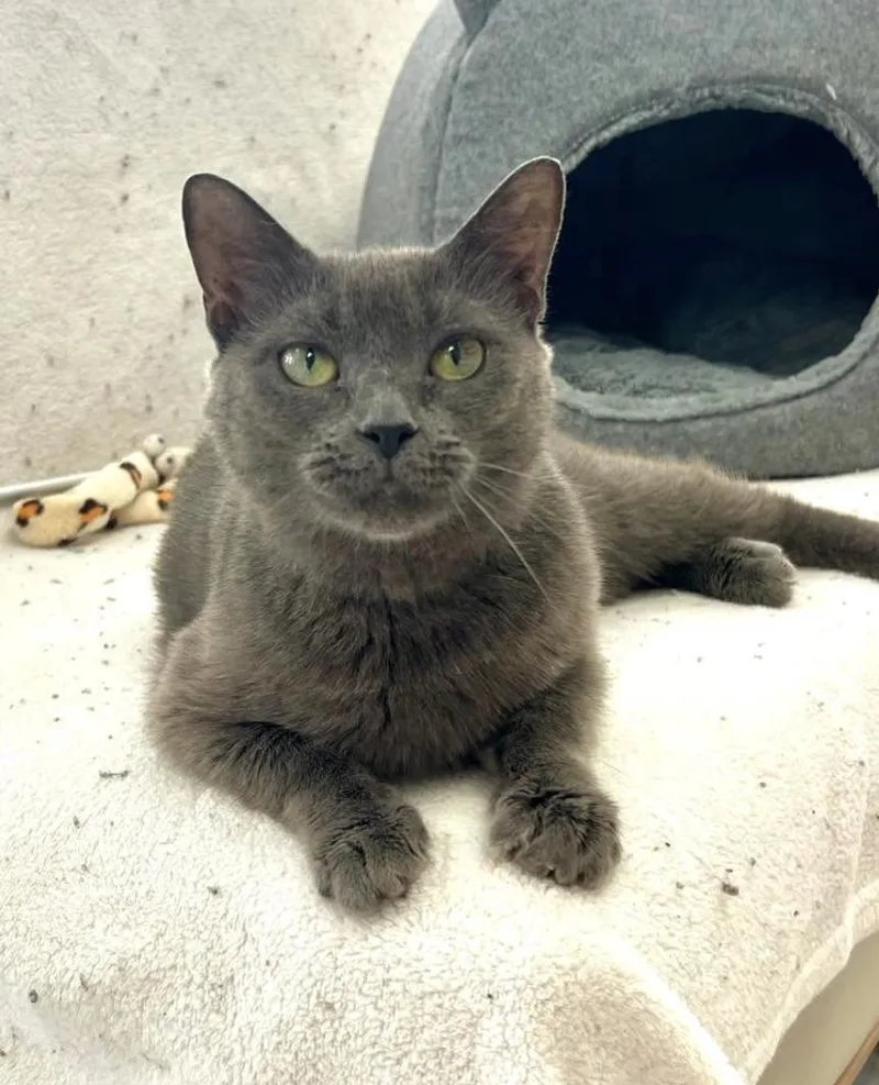 A young small-sized female Domestic Short Hair cat named Jenny for adoption in Altoona, PA