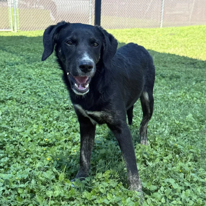 A baby medium-sized female Labrador Retriever dog named Mary for adoption in Brenham, TX