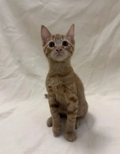 A baby medium-sized male Domestic Short Hair cat named Buzz for adoption in Buffalo, MN