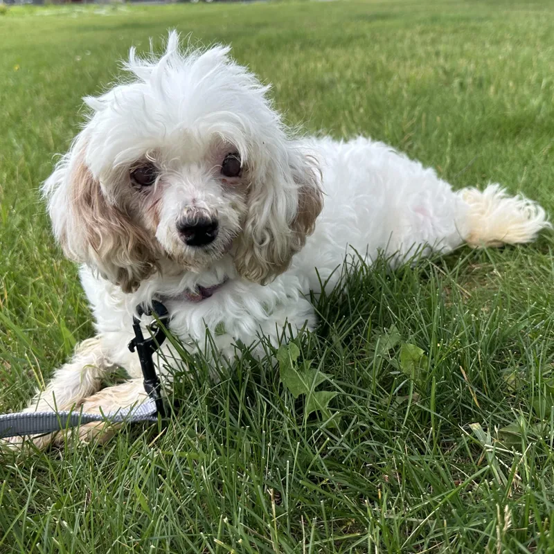 An adult small-sized female Poodle dog named Charlotte  Blind for adoption in Hartland, WI