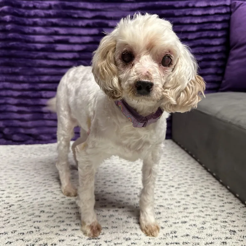 Charlotte  Blind thumbnail 5