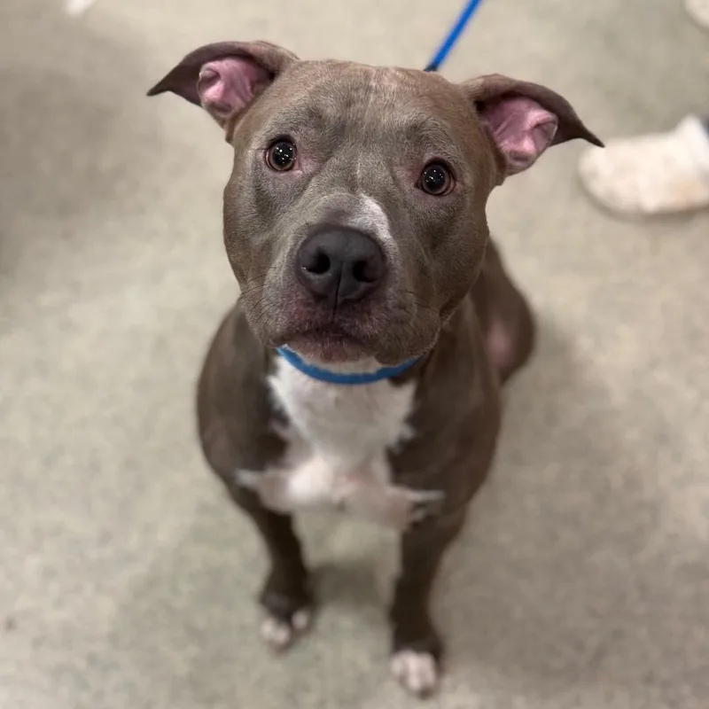 An adult large-sized male Gray / Blue / Silver Mixed Breed dog named Draco for adoption in Jacksonville, FL