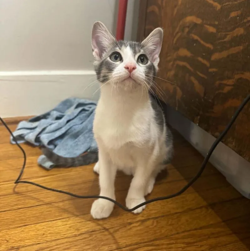 A baby medium-sized male Gray & White Domestic Short Hair cat named Wingstop for adoption in Tulsa, OK