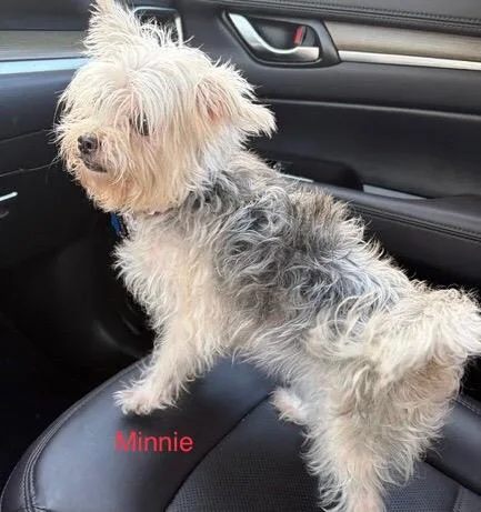 An adult small-sized female Sable Silky Terrier dog named Minnie for adoption in Maitland, FL