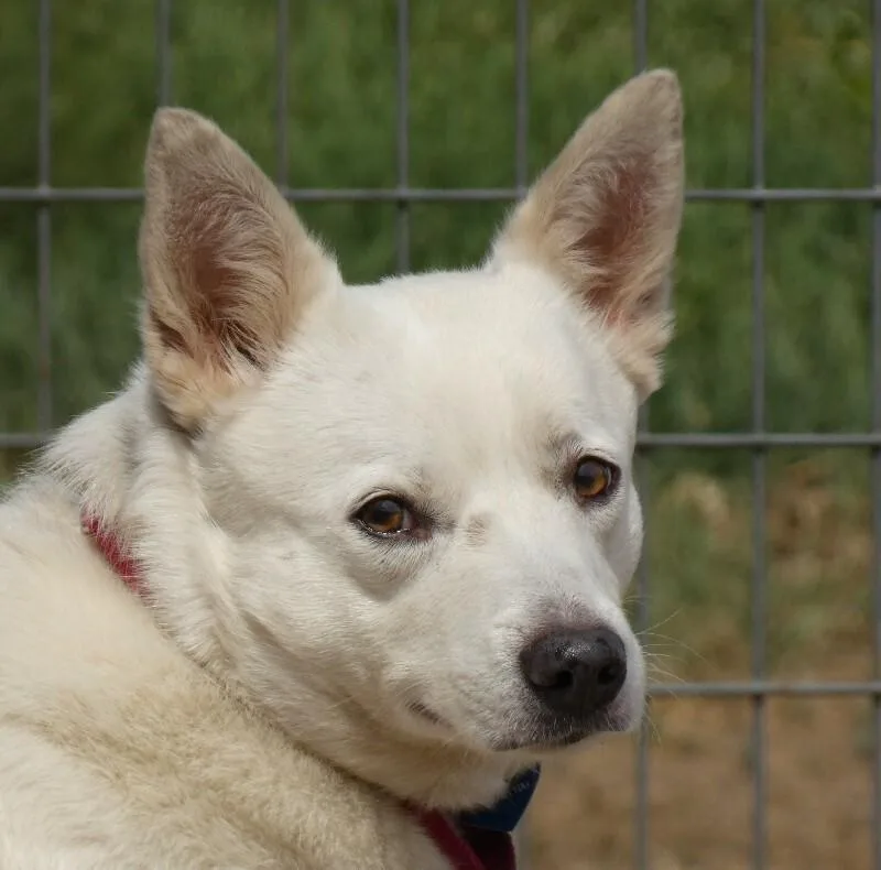 Buttercup thumbnail 3