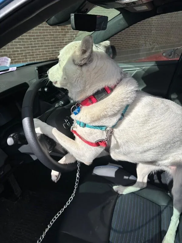 Buttercup thumbnail 4