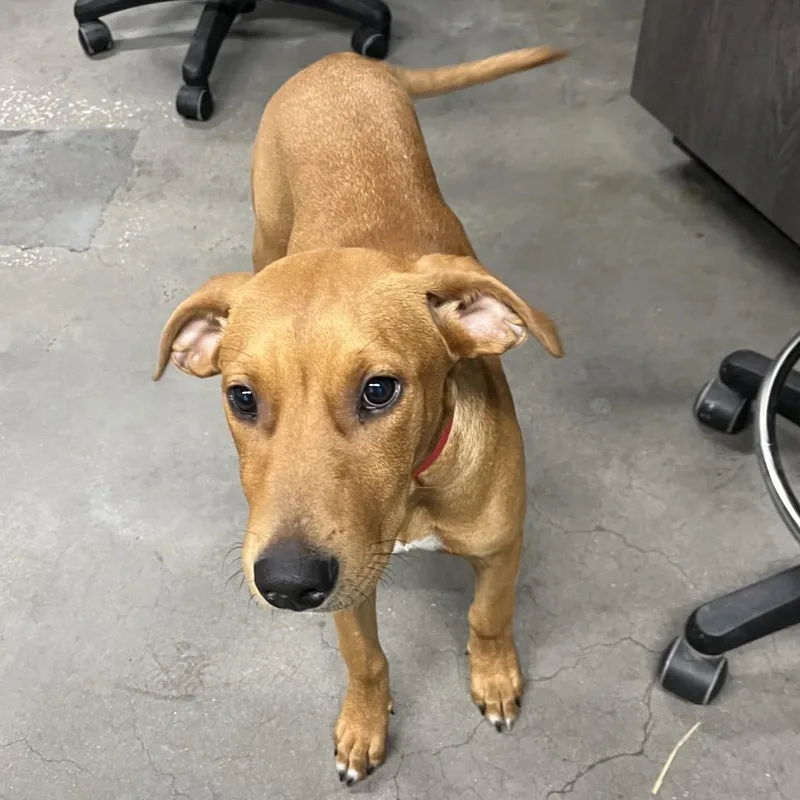 A baby medium-sized female Brown / Chocolate Terrier dog named Shay for adoption in Tampa, FL
