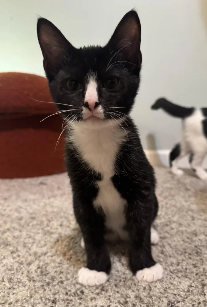 A baby small-sized male Domestic Short Hair cat named Mortimer SR for adoption in Greenville, SC