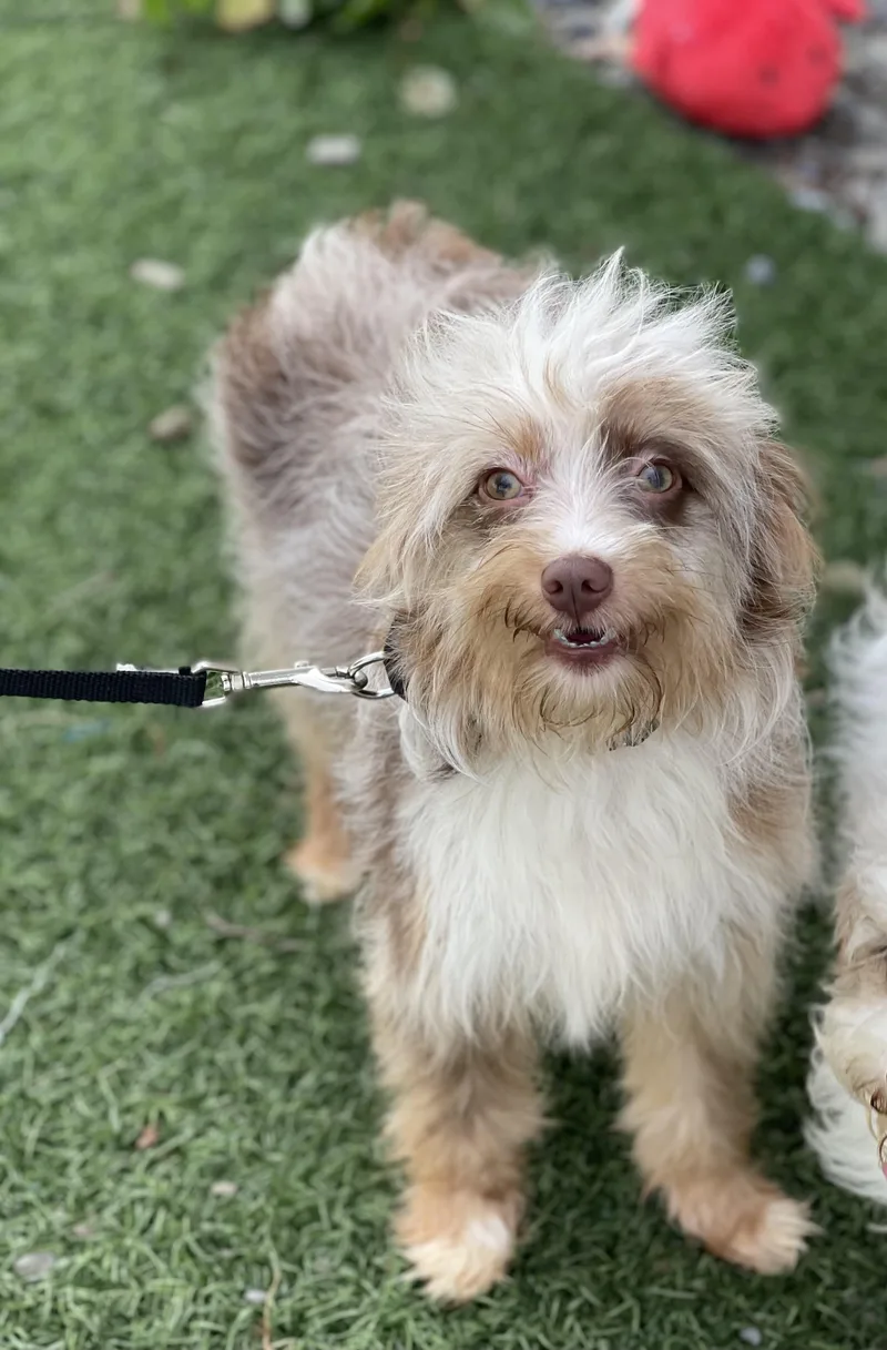 A young small-sized female Merle (Red) Aussiedoodle dog named Aj for adoption in Hornell, NY
