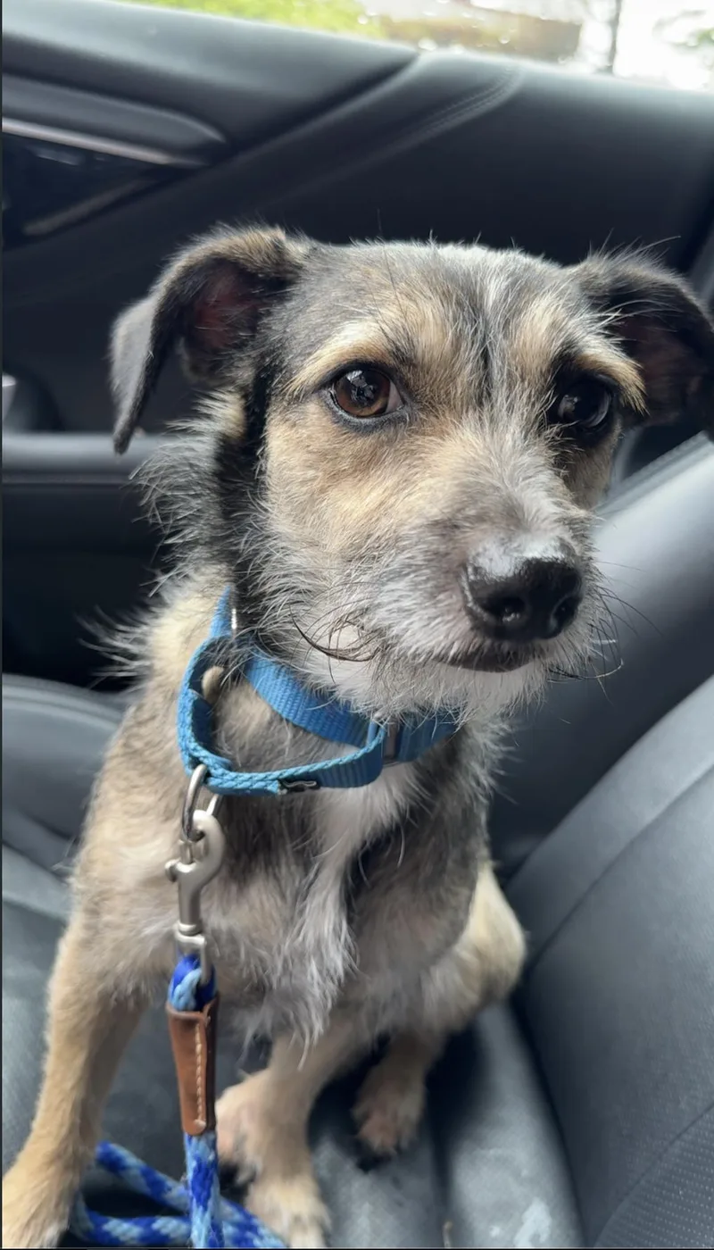 An adult small-sized male Terrier dog named Rocky for adoption in Portland, ME