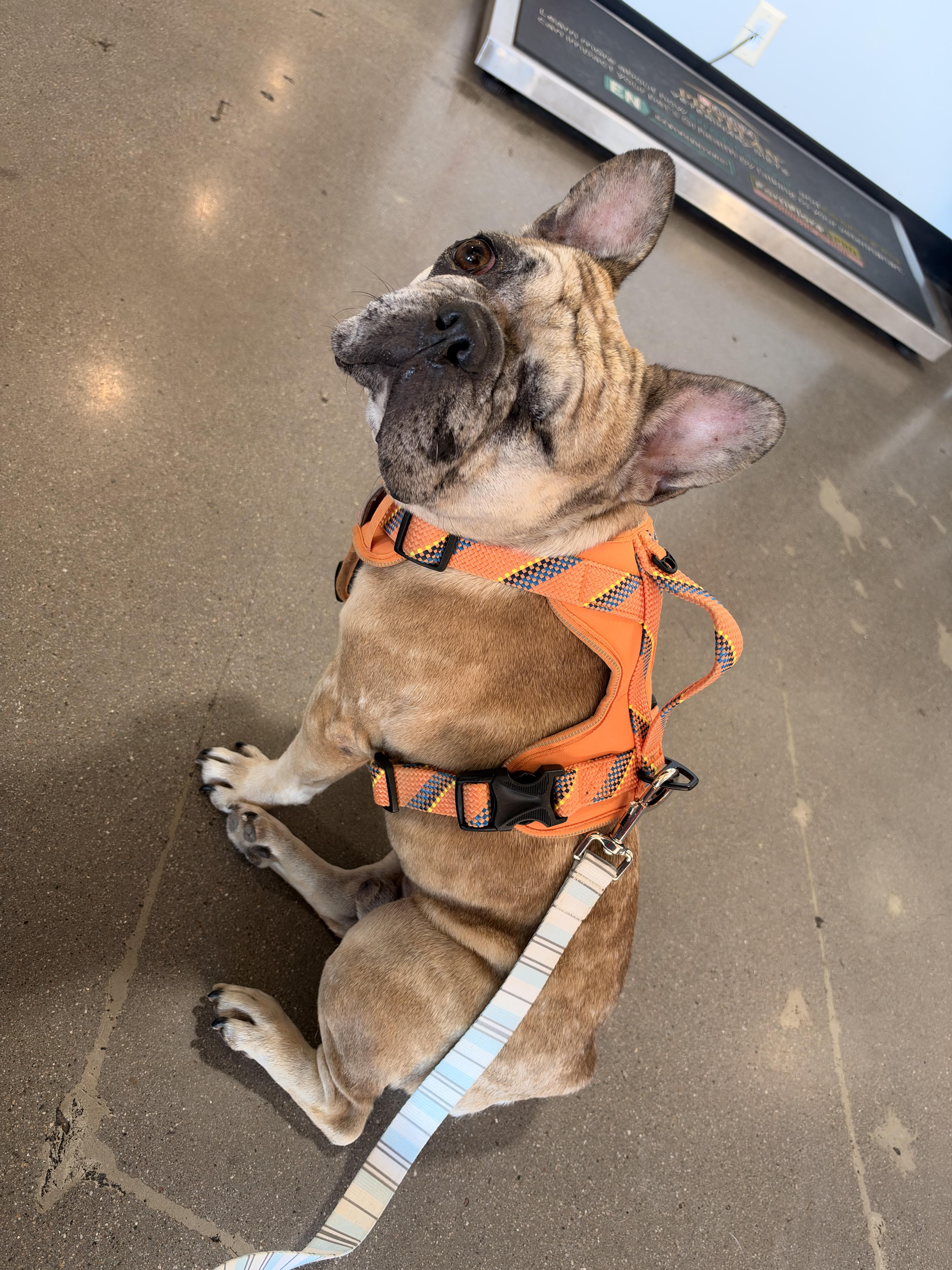 An adult medium-sized male French Bulldog dog named Uno for adoption in Mesa, AZ