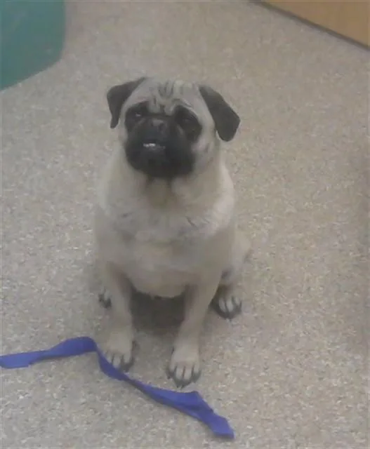 An adult small-sized male Pug dog named Lucky for adoption in Albuquerque, NM