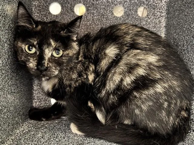 A young small-sized female Domestic Short Hair cat named Sherry for adoption in Pueblo, CO
