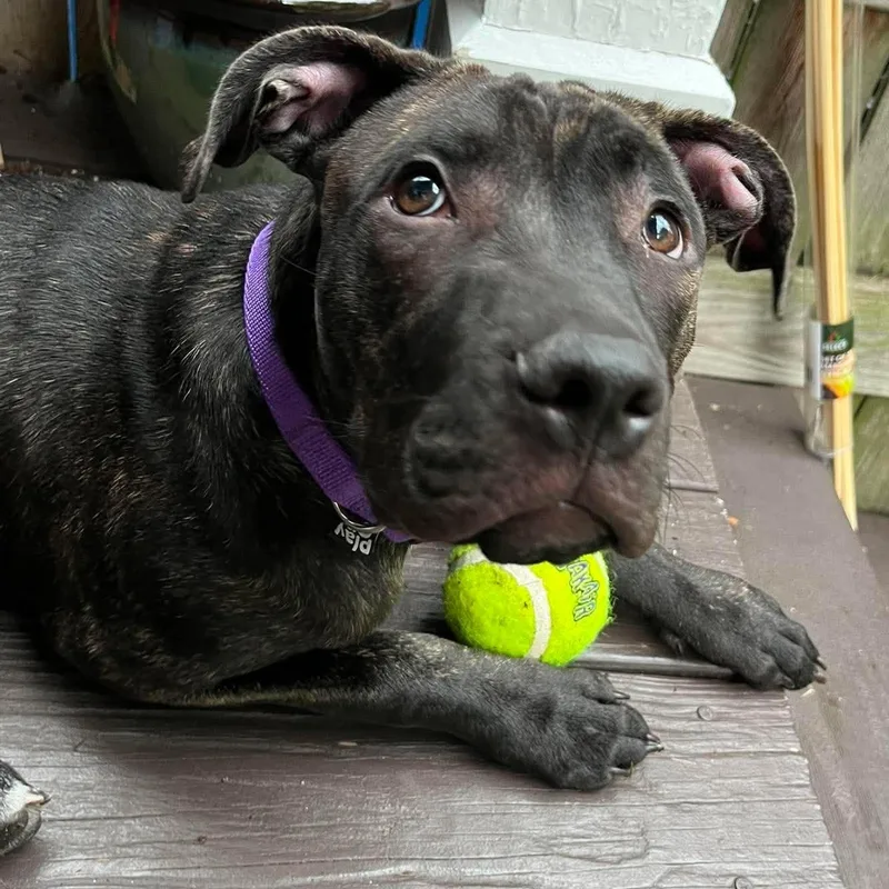 Caesar