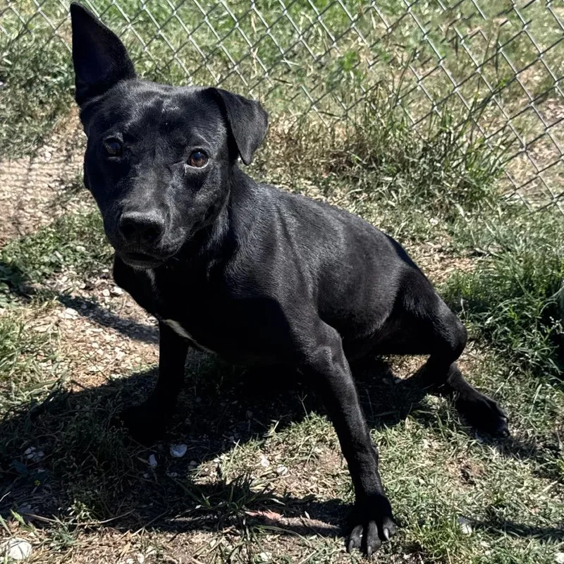 An adult medium-sized male Black Pit Bull Terrier dog named Bud for adoption in Beaumont, TX
