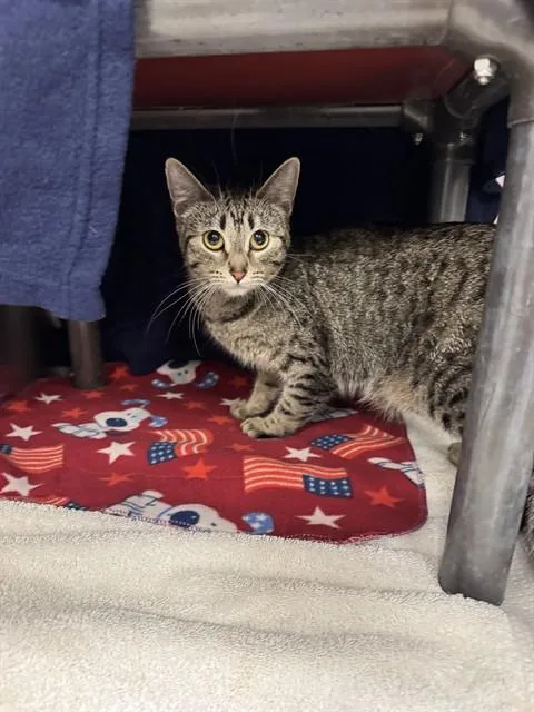 A young small-sized female Domestic Short Hair cat named Razzmatazz for adoption in Minneapolis, MN