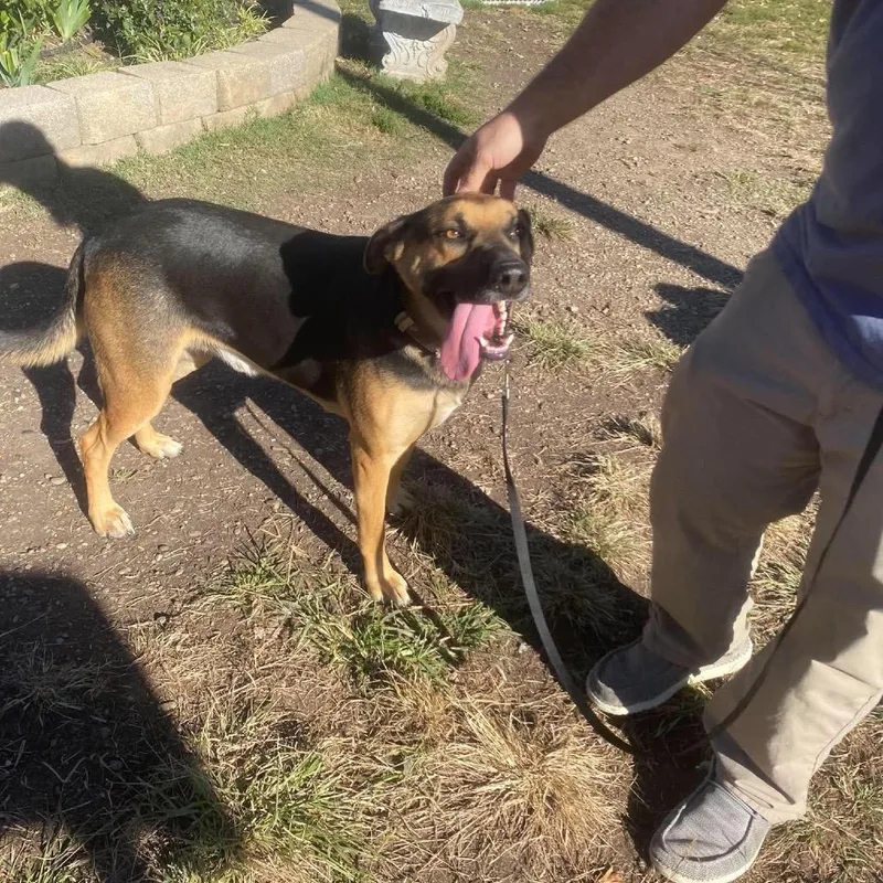 An adult large-sized male Brown / Chocolate Mixed Breed dog named Jerry for adoption in Huntington, WV