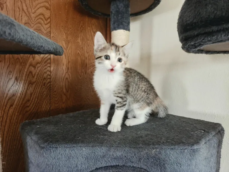 A baby medium-sized female Calico cat named Bikini for adoption in Carnegie, OK