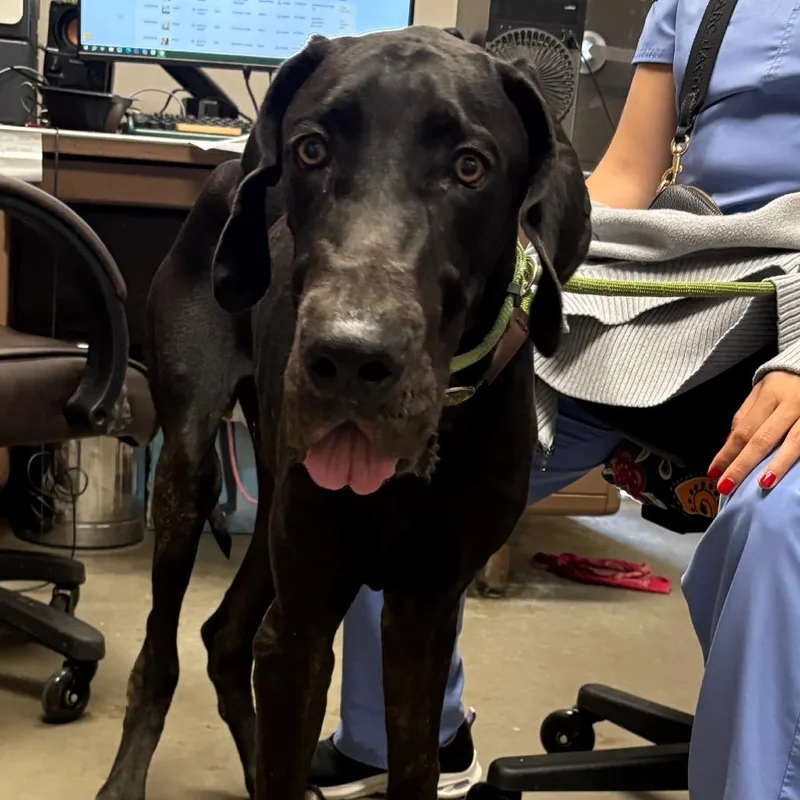 An adult large-sized male Black Great Dane dog named Aerosmith for adoption in Yuma, AZ