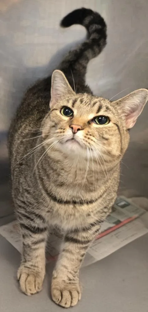 A young small-sized female Domestic Short Hair cat named Annie for adoption in Murphysboro, IL