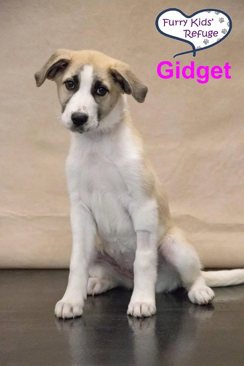 Gidget