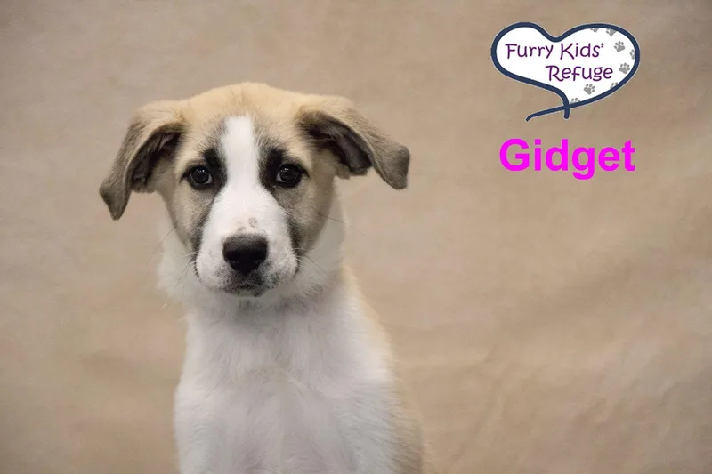 Gidget thumbnail 2