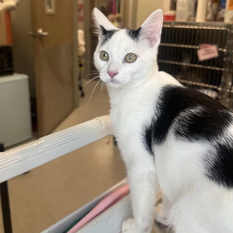 A young small-sized male Black Domestic Short Hair cat named Zayn for adoption in Columbia Station, OH