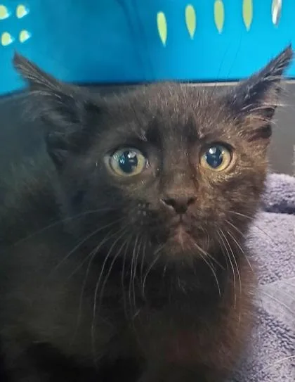 A young large-sized female Domestic Short Hair cat named Wren for adoption in Kansas City, MO
