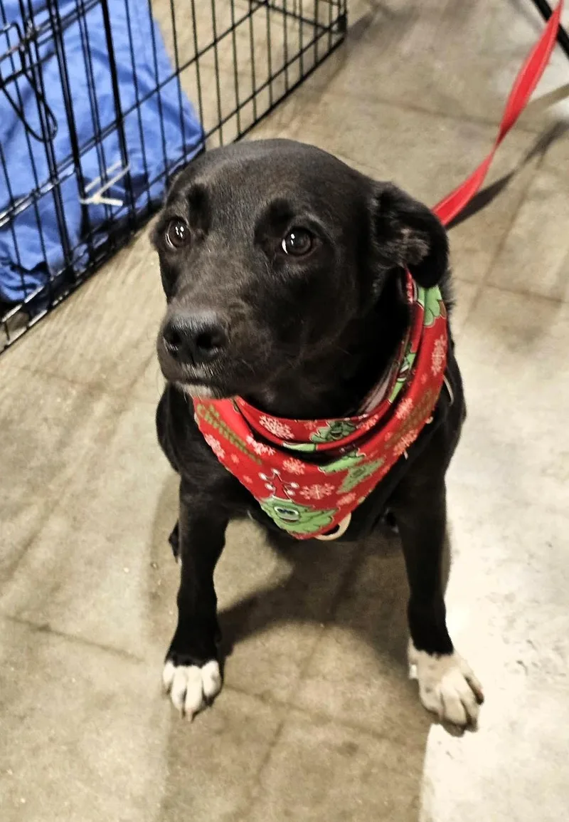 A young medium-sized female Black Labrador Retriever dog named Monica for adoption in Largo, FL