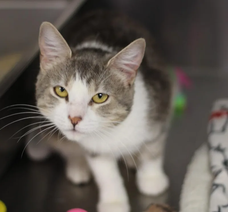 A young medium-sized female Domestic Short Hair cat named Ingrid for adoption in Rockford, IL