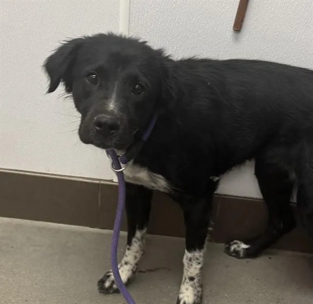 A young medium-sized female Labrador Retriever dog named Dahlia for adoption in Tucson, AZ