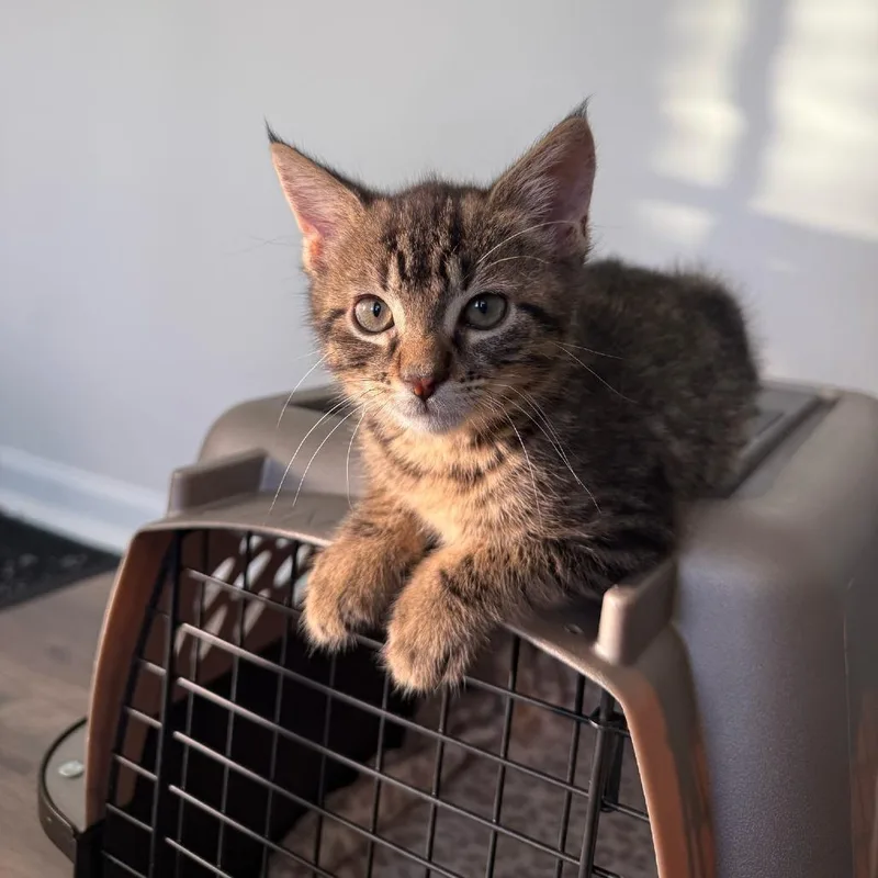 A baby small-sized male Black Domestic Short Hair cat named Zucchini for adoption in Winston Salem, NC
