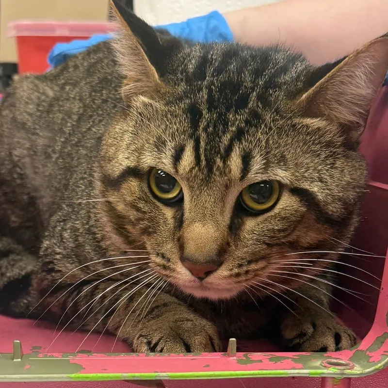 An adult large-sized male Brown / Chocolate Domestic Short Hair cat named Meech for adoption in Birmingham, AL