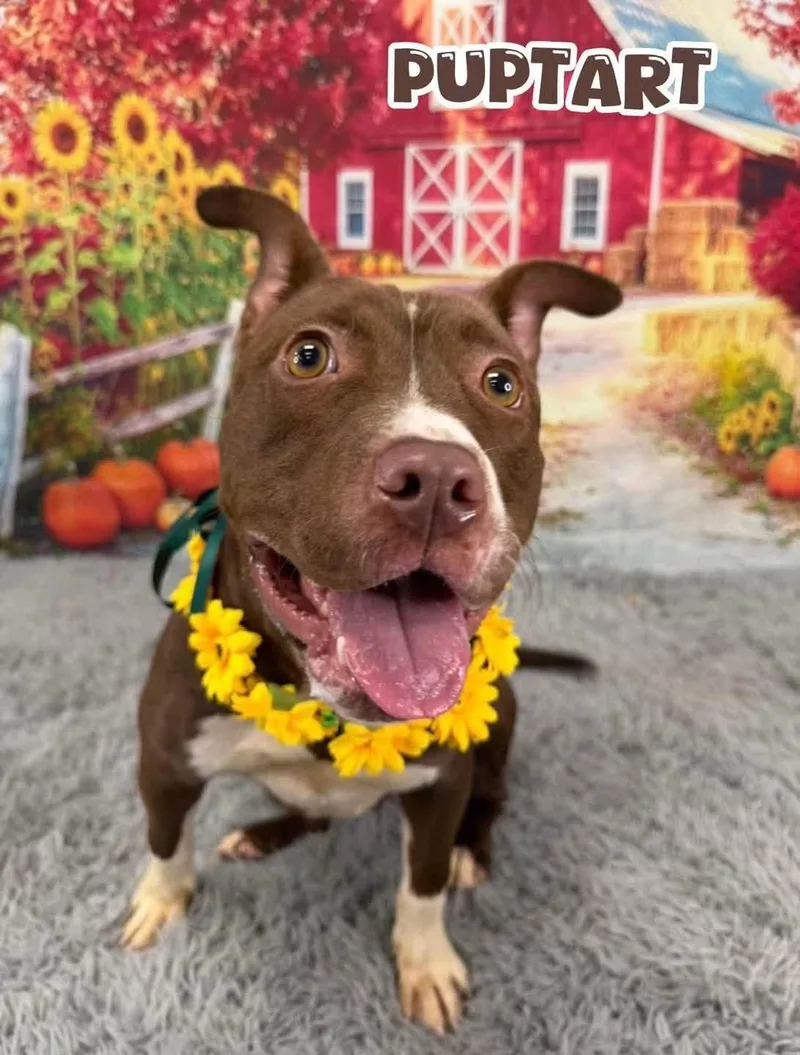 A young medium-sized female Brown / Chocolate Mixed Breed dog named Puptart for adoption in Flint, MI