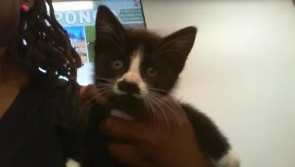 A baby small-sized female Domestic Short Hair cat named A for adoption in Charlotte, NC